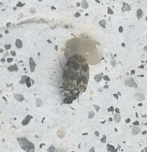 Scarabeo da museo — Bild 5