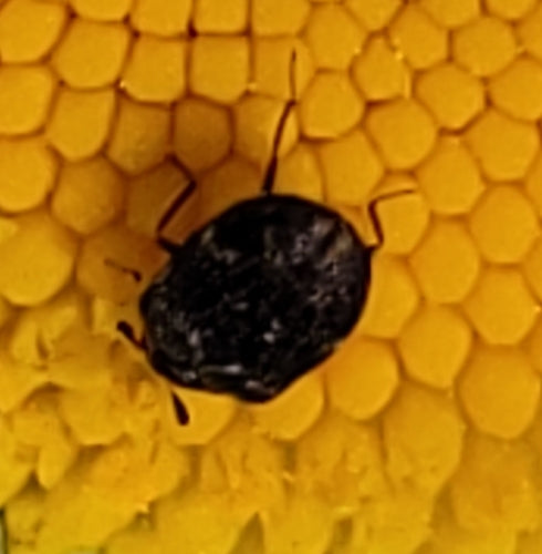 Scarabeo da museo — Bild 3