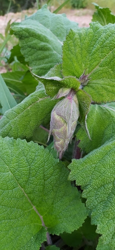 Salvia sclarea — foto 3 di 9