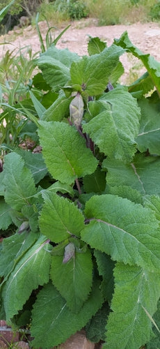 Salvia sclarea — foto 2 di 9