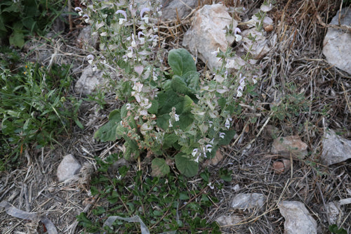 Salvia sclarea — foto 4 di 9