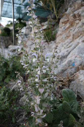 Salvia sclarea — foto 5 di 9