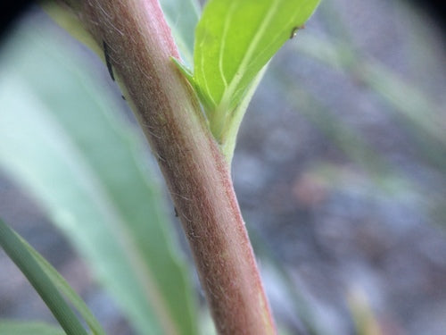 Enotera — Bild 5