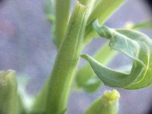 Enotera — Bild 4