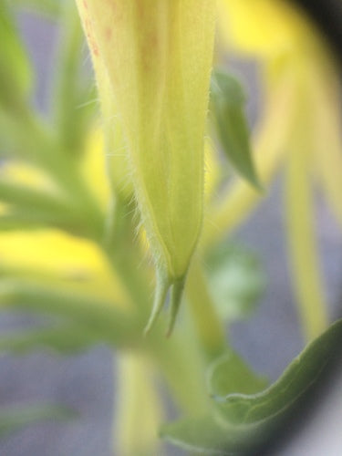 Enotera — Bild 3