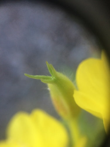 Enotera — Bild 2
