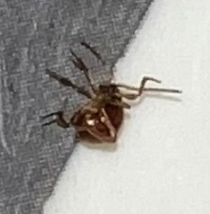 Coleotteri roditori — Bild 5