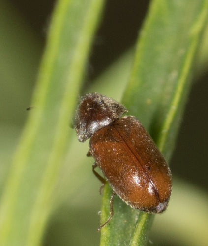 Coleotteri roditori — Bild 3