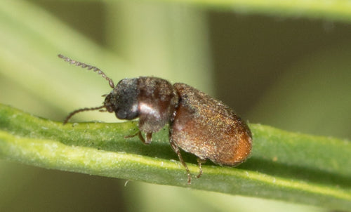 Coleotteri roditori — Bild 2