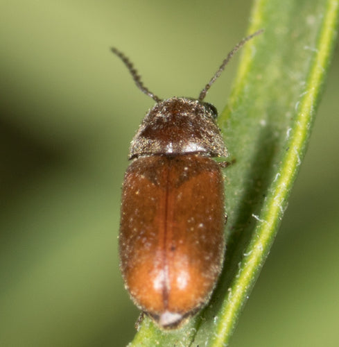 Coleotteri roditori — Bild 4