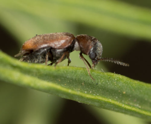 Coleotteri roditori — Bild 1