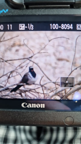 Piccione Namaquat — foto 4 di 8