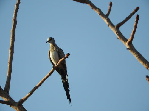 Piccione Namaquat — foto 3 di 8