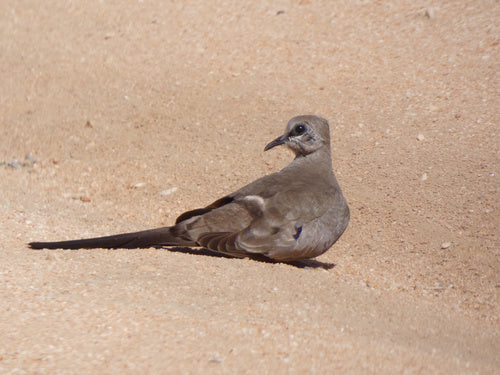 Piccione Namaquat — foto 5 di 8