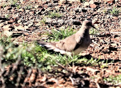 Piccione Namaquat — foto 2 di 8