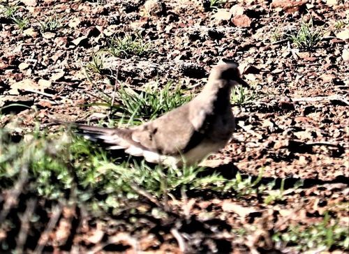 Piccione Namaquat — foto 1 di 8