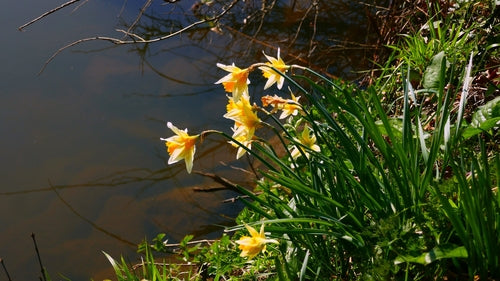 Narcisi — Bild 3