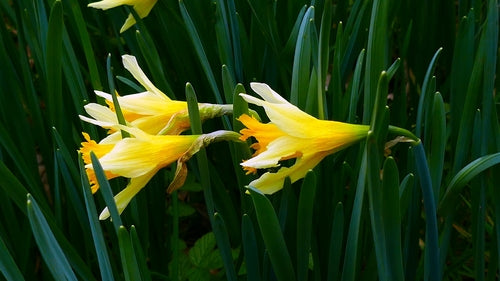 Narcisi — Bild 5
