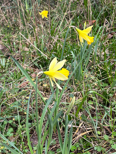 Narcisi — Bild 4