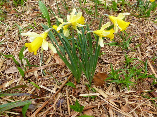 Narcisi — Bild 2