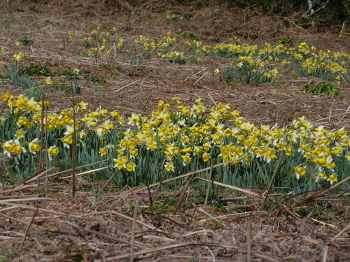 Narcisi — foto 5 di 8