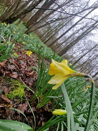 Narcisi — Bild 1