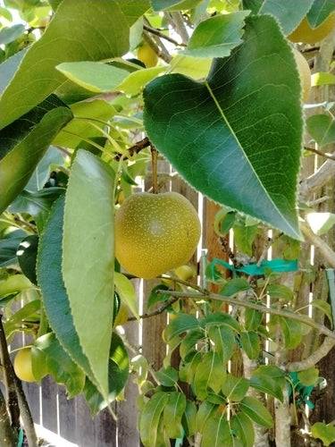 Pera Nashi — foto 5 di 5