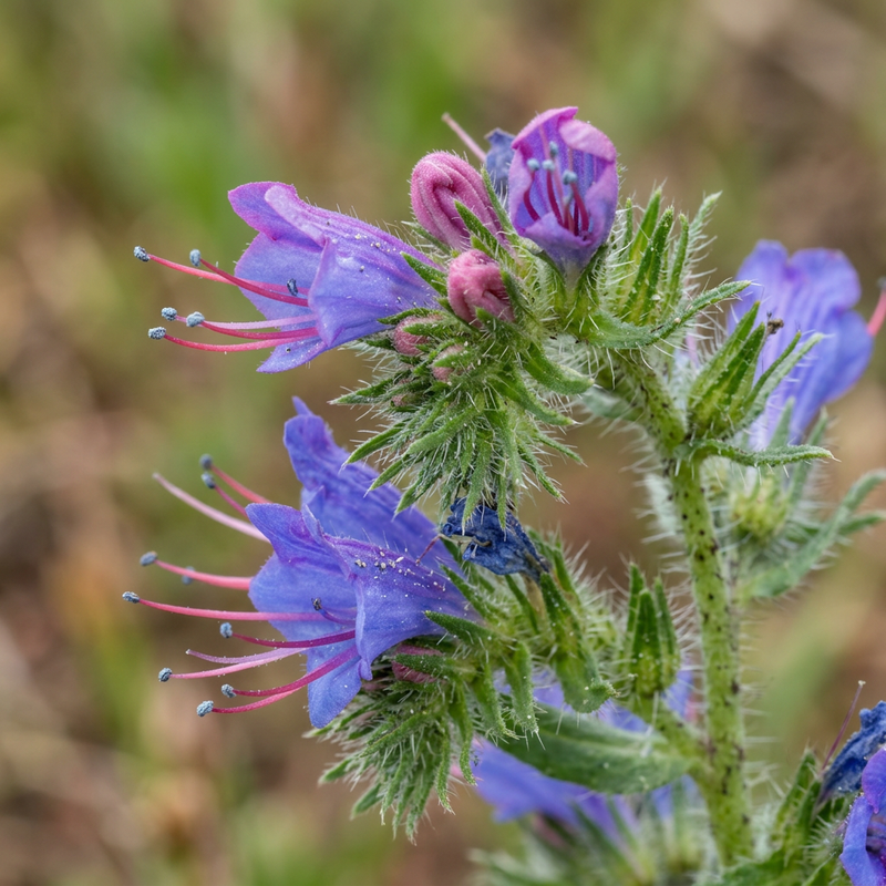 Natterkopf (Gattung) (Echium), illustrazione IA