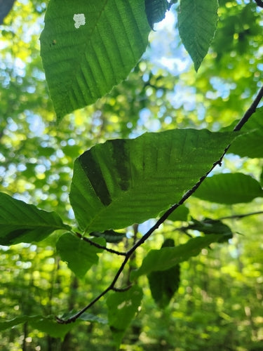 Nematoden (Fadenwürmer)  - Bild 2