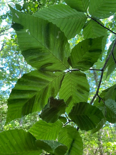 Nematoden (Fadenwürmer)  - Bild 1