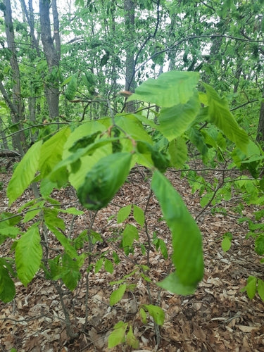 Nematoden (Fadenwürmer)  - Bild 4