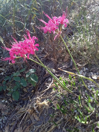Nerina — Bild 5