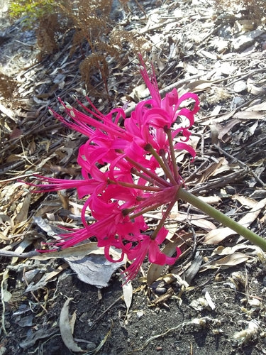 Nerina — Bild 4