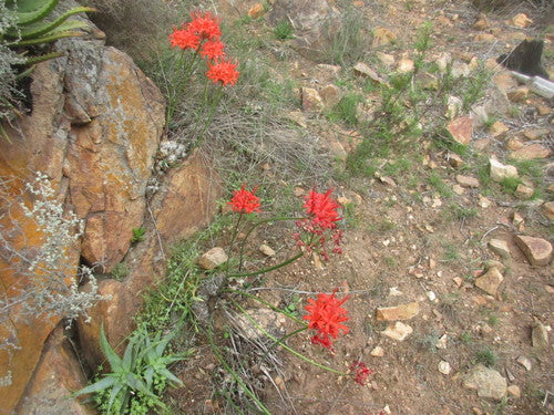 Nerina — Bild 3