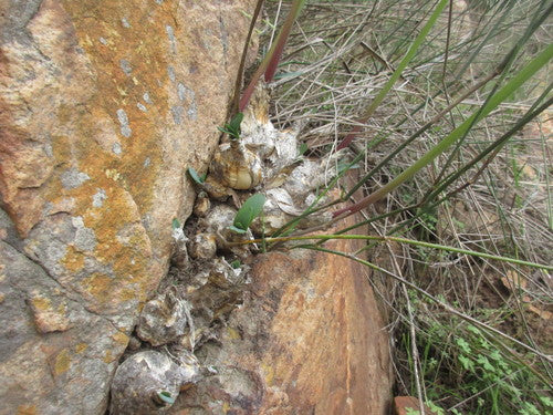 Nerina — Bild 1