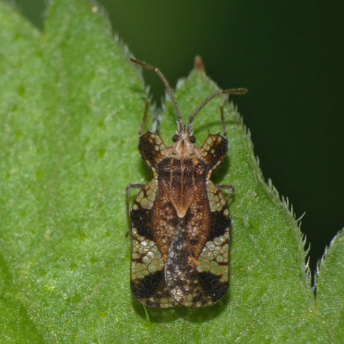 Bug web e mesh — foto 4 di 50