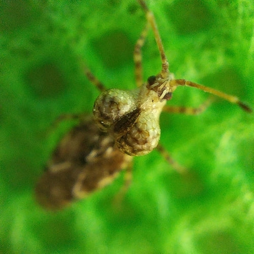 Bug web e mesh — foto 1 di 50