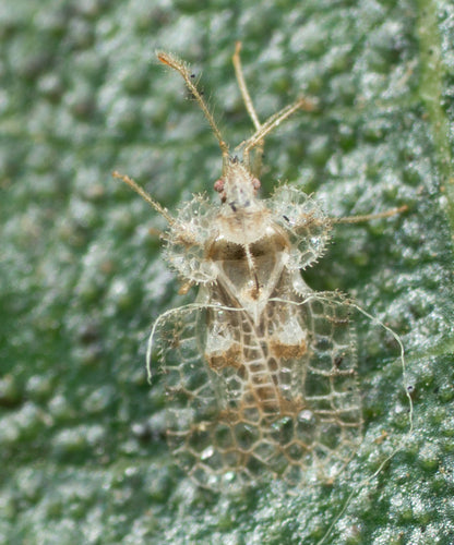 Bug web e mesh — foto 2 di 50