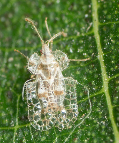 Bug web e mesh — foto 3 di 50