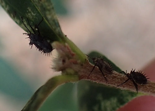 Bug web e mesh — Bild 2