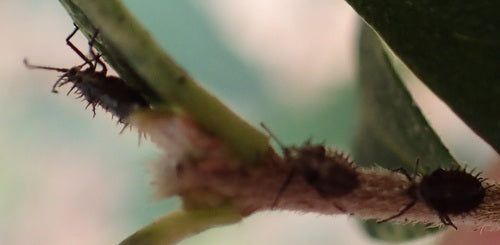 Bug web e mesh — Bild 4