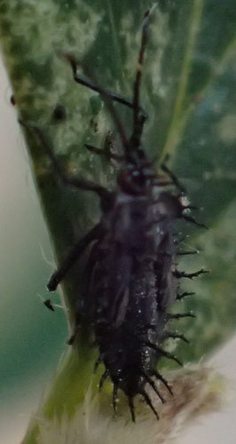 Bug web e mesh — Bild 3