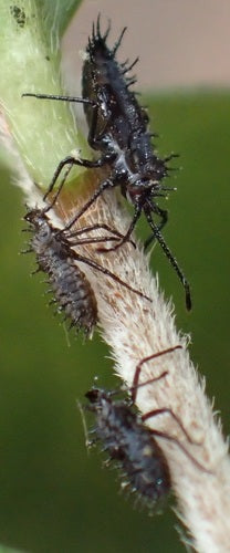 Bug web e mesh — Bild 5