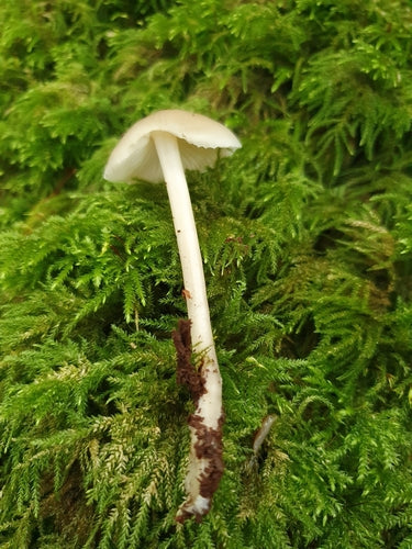Helmling dal gambo netto — Bild 3
