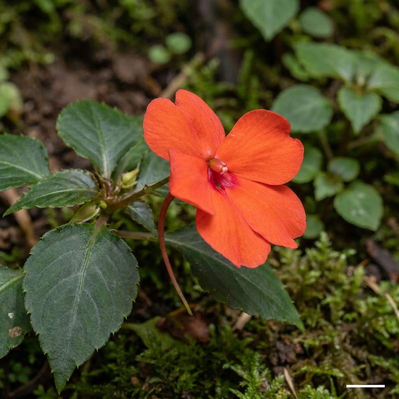Impatiens della Nuova Guinea