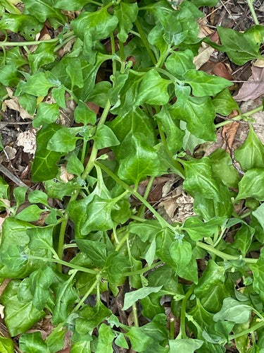 Spinaci della Nuova Zelanda — foto 5 di 9