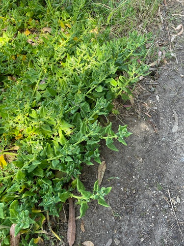 Spinaci della Nuova Zelanda — Bild 3