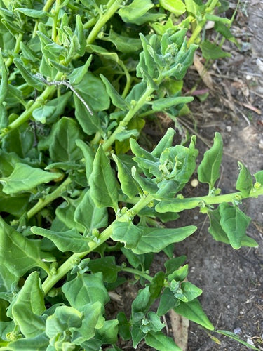 Spinaci della Nuova Zelanda — Bild 4