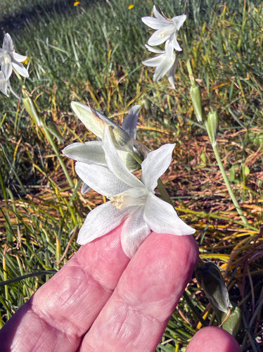 Stella del latte che annuisce — foto 5 di 8
