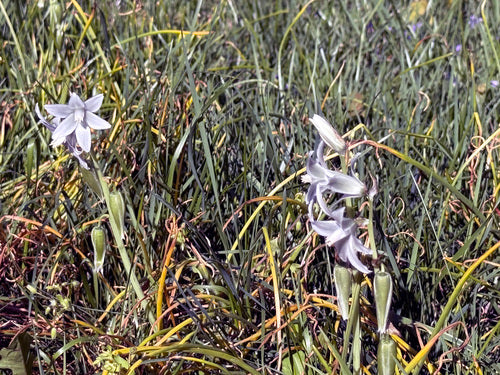 Stella del latte che annuisce — foto 4 di 8